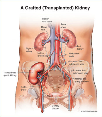 liver kidney location
