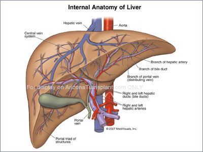 Healthy Human Liver, Image & Photo (Free Trial) | Bigstock